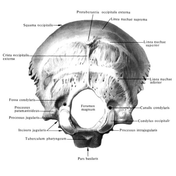 Затылочная кость