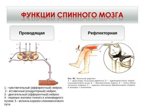 Функции спинного мозга