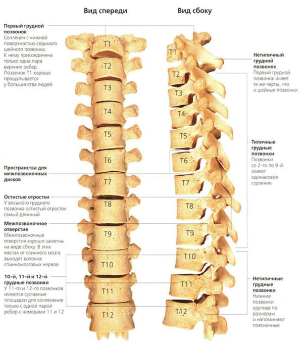 Грудной отдел позвоночника