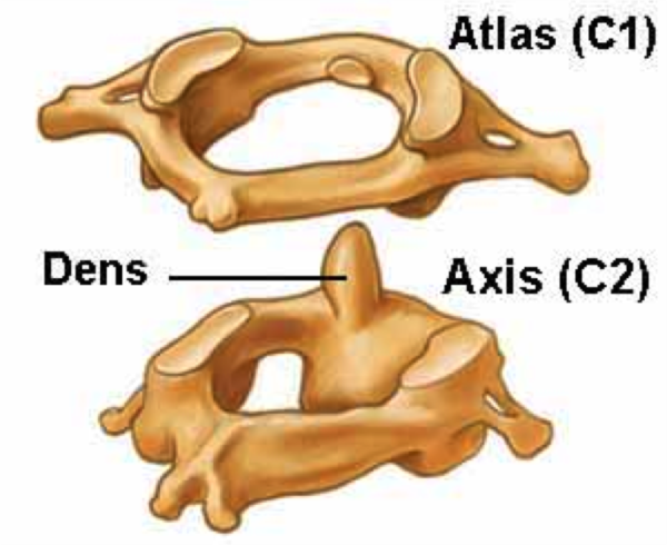 Первый и второй шейные позвонки
