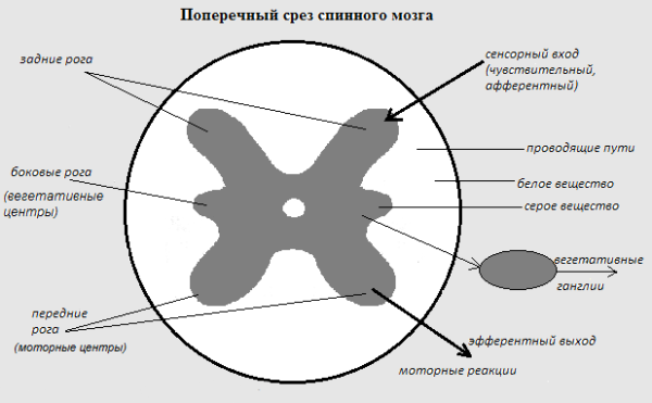 Поперечный срез спинного мозга