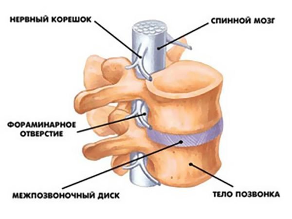 Позвонки соединяются также связками, а мышечные волокна прикрепляются к позвонкам при помощи сухожилий