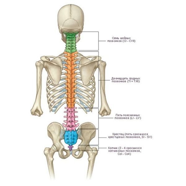 Позвоночник человека - за что отвечает каждый позвонок