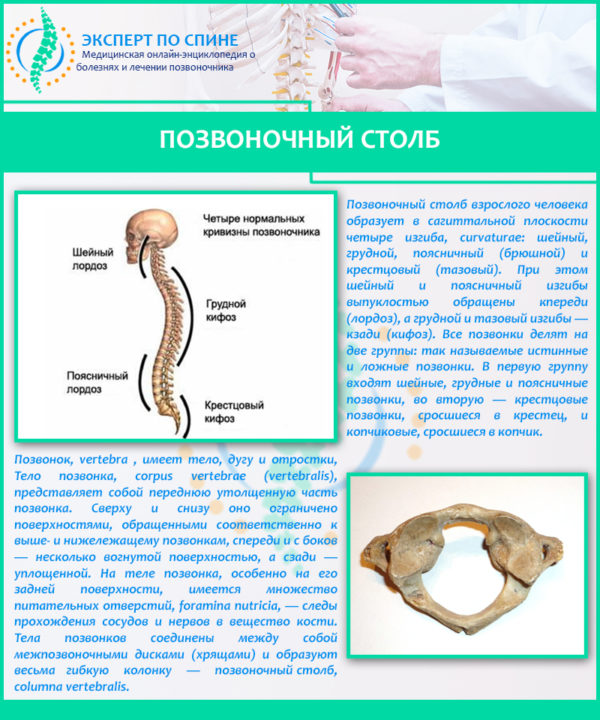 Позвоночный столб