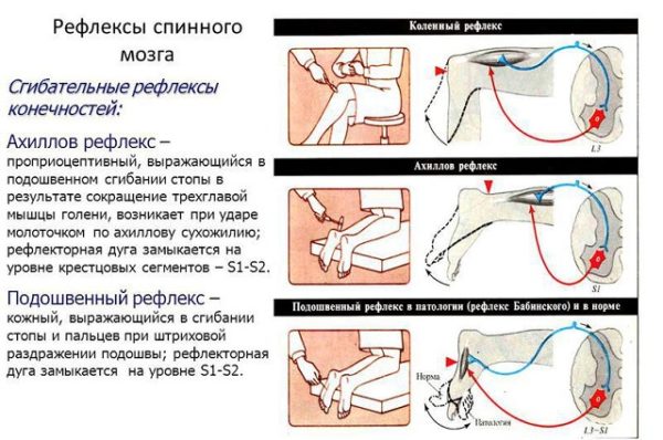 Рефлексы спинного мозга