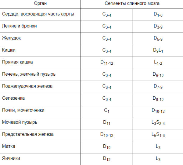 Сегментарная иннервация внутренних органов