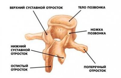 Позвонок