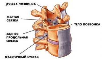 Связки позвоночника