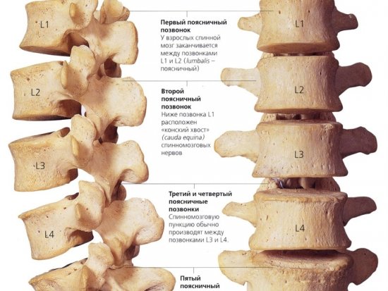 Поясничный отдел позвоночника