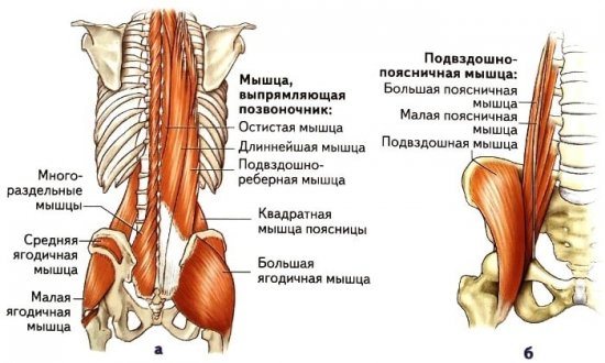 Мышцы спины