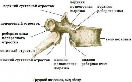 Строение позвонка