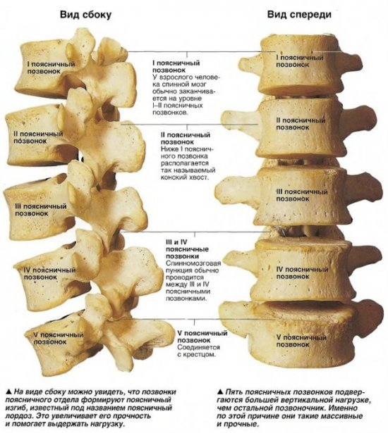 Поясничный отдел позвоночника