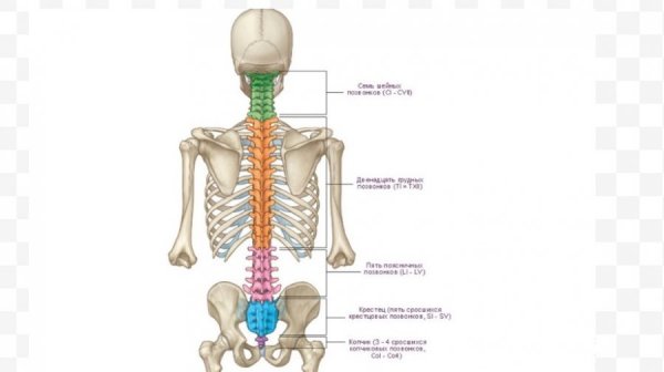Строение позвоночника