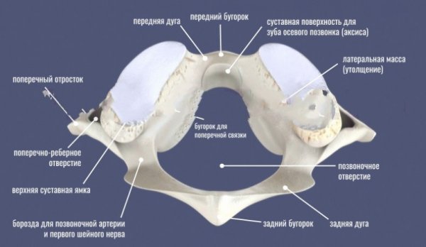 Строение атланта