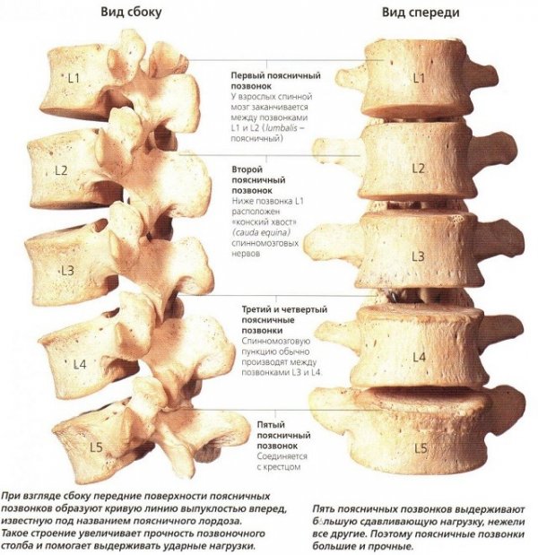 Поясничные позвонки