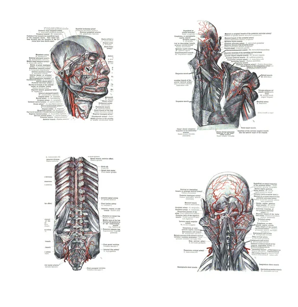 4 views of the head, back and spine, Royalty Free Stock Images