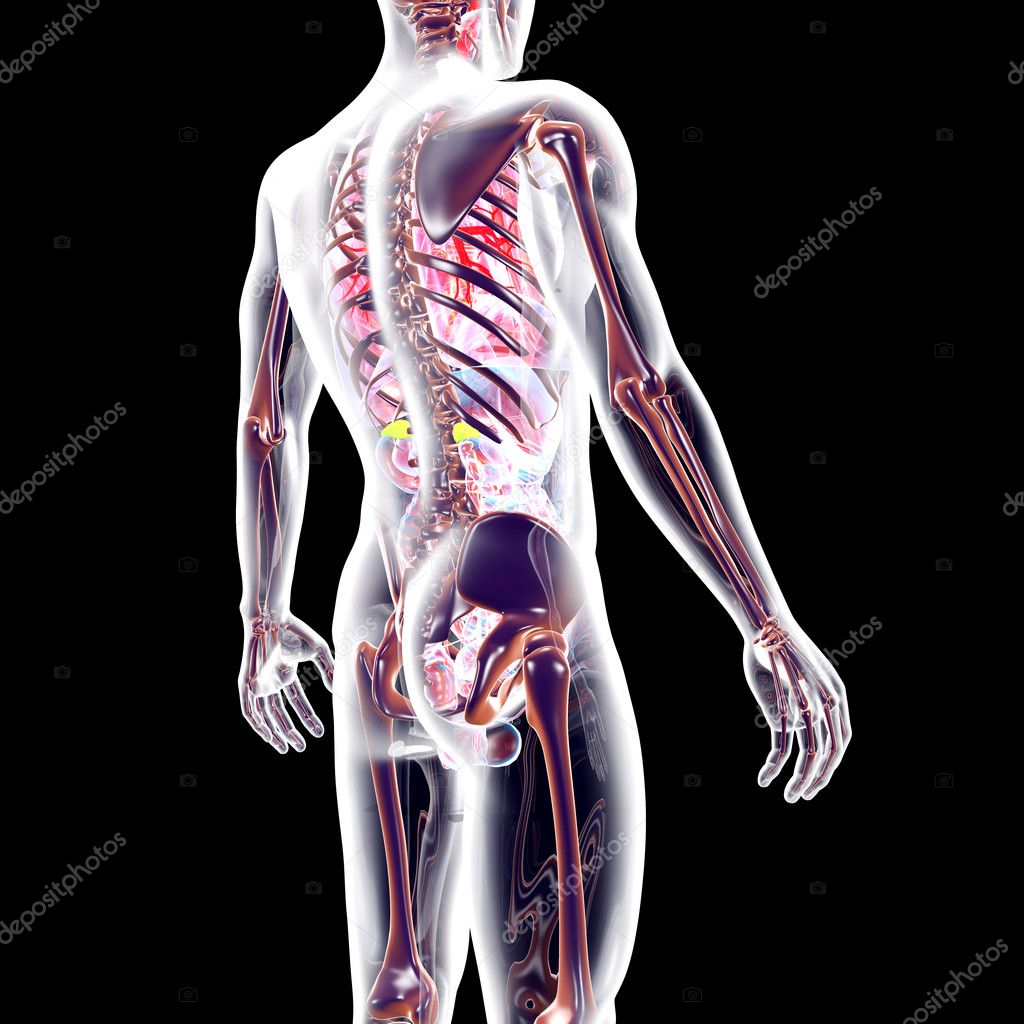 Скелет человека с внутренними органами