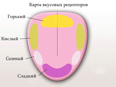 карта вкусовых рецепторов