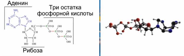 Строение молекулы АТФ