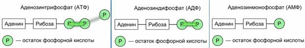 Выработка энергии в клетке 