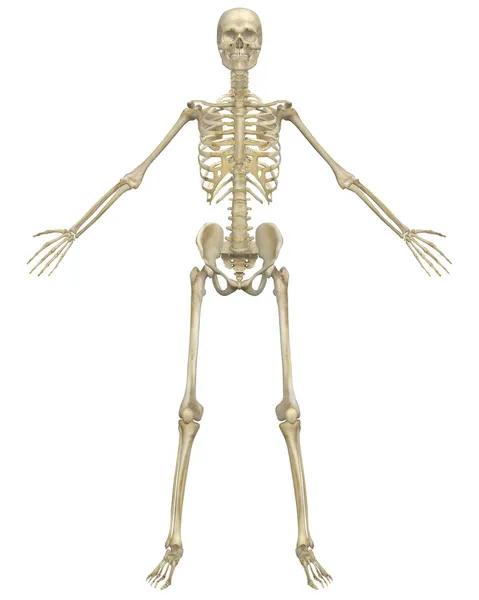 Anatomy of human bony system, human skeletal system, the skeleton, spine, columna vertebralis, vertebral column, vertebral bones, trunk wall, anatomical body, anterior, posterior and lateral view Stock Picture