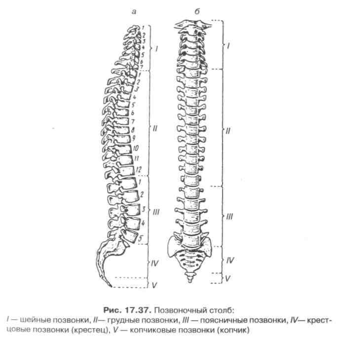 Позвоночник человека анатомия рисунок