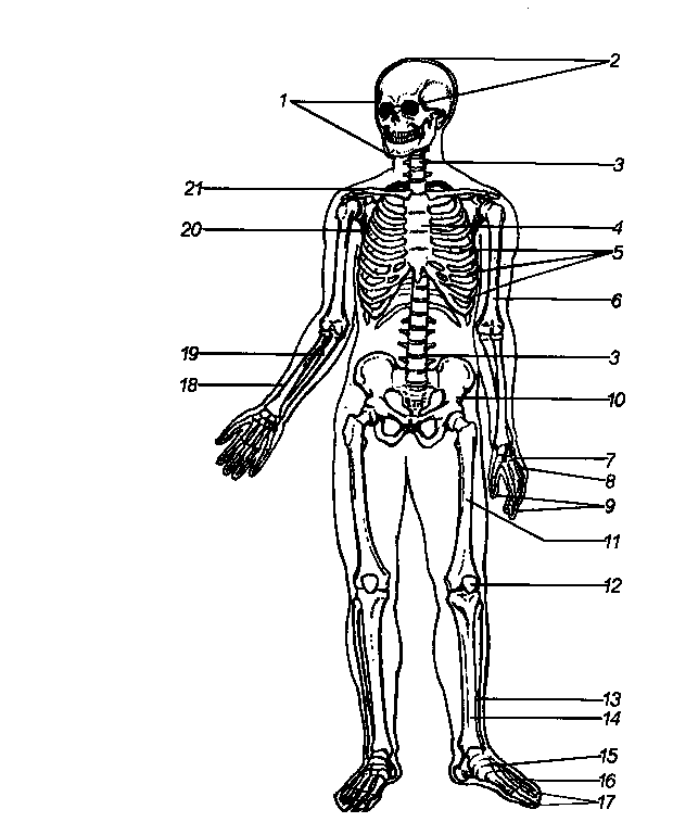 Скелет человека строение рисунок