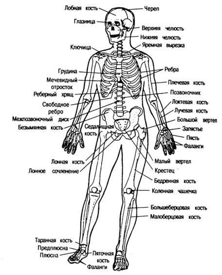 Скелет и органы человека картинки