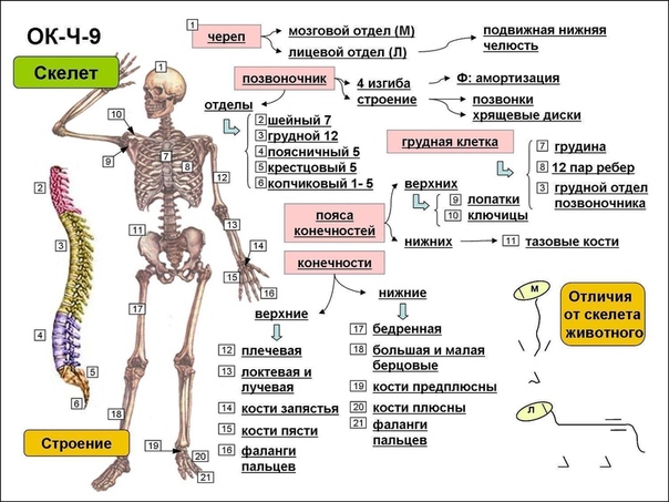 Лодыжка где находится у человека фото на скелете 4 класс впр