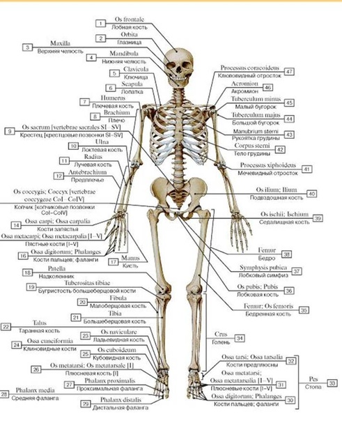 Картинка скелета стопы человека