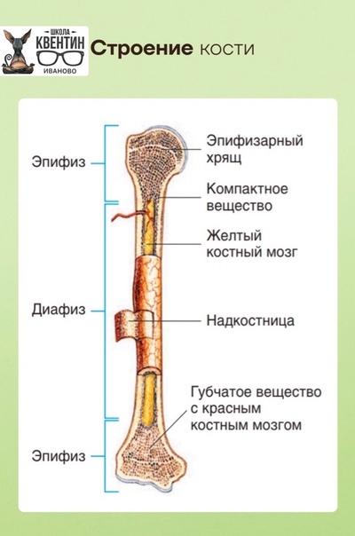 Строение трубчатой кости человека рисунок - 84 фото