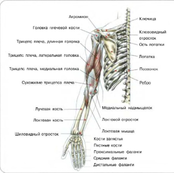 Где находится трицепс у человека показать на схеме