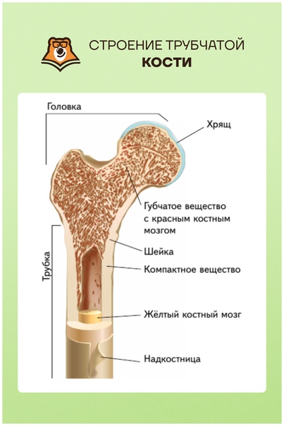 Строение трубчатой кости человека рисунок - 84 фото