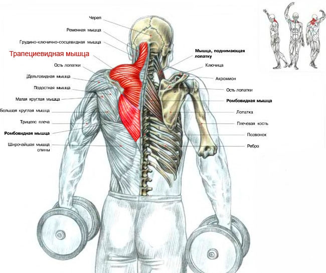 как накачать трапецию в домашних условиях