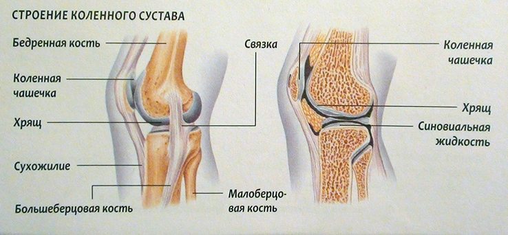 Строение колена