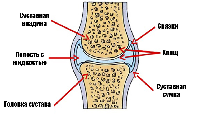 Коленный сустав