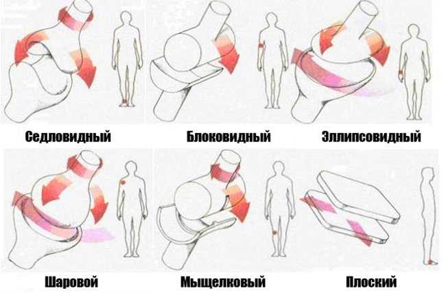 Типы суставов