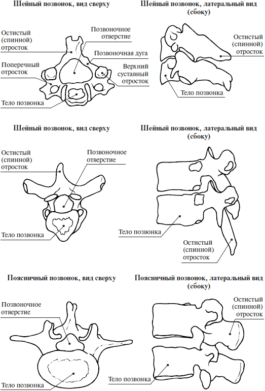 Картинка позвонка человека