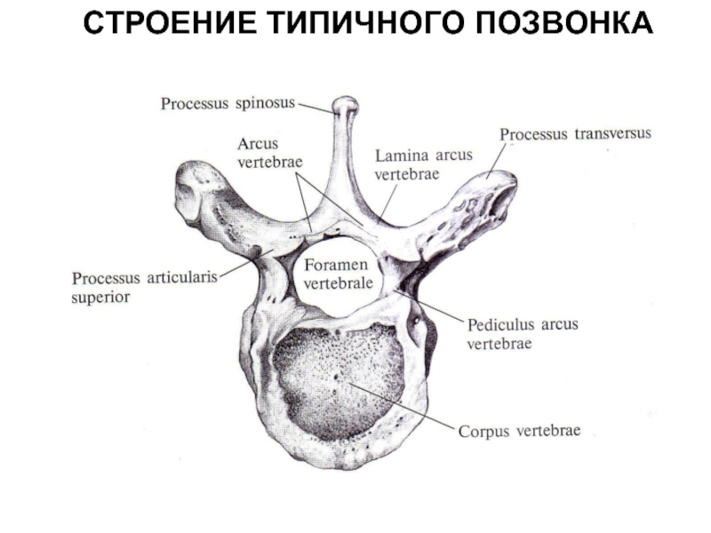 Строение позвонка рисунок