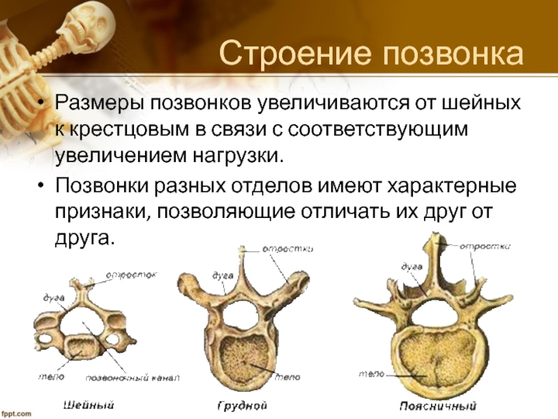 Размеры позвоночника. Строение 4 позвонка. Поясничный позвонок позвоночника анатомия. Строение позвонка части. Поясничный позвонок строение анатомия.