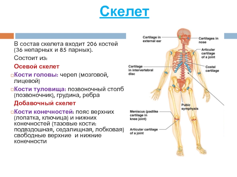 Туловище состоит из