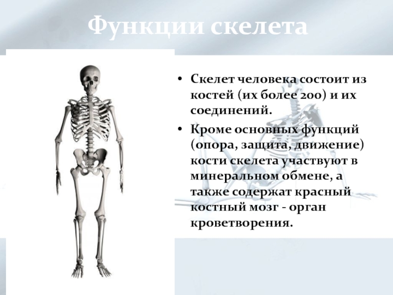 Какую роль выполняет скелет. Таблица строение и функции скелета человека 8 класс. Функции скелета человека 8 класс. Функции скелета 8 класс биология. Кости скелета биология 8 класс.