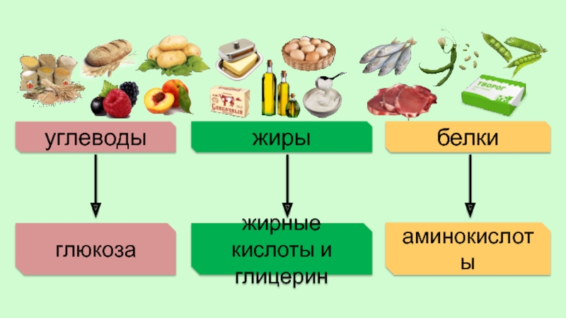 Белки жиры углеводы презентация по химии