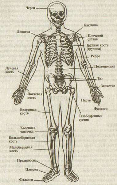 Скелет человека