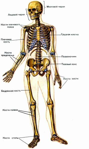 Скелет человека