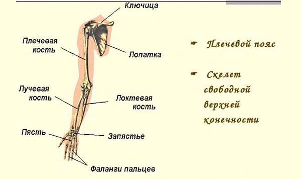 Скелет человека