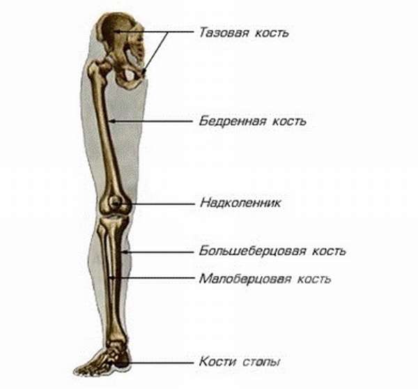 Скелет человека