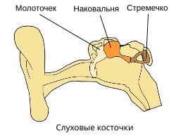 Illu auditory ossicles-ru.svg