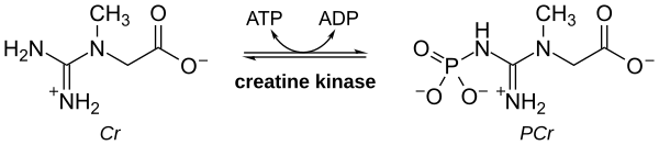 Creatine-Kinase.svg