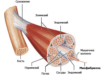 Мышечные волокна